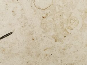Jura Gelb / Treuchtlinger Marmor Fensterbank – Der deutsche Naturstein-Klassiker mit fossilen Einschlüssen (2 cm Stärke) C&C Naturstein & Fliesen- Dormagen- Düsseldorf- Köln- Aachen- Bonn- Deutschland